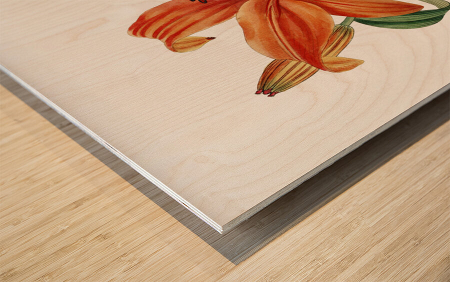 Thunbergs orange lily from Edwards Botanical Register 1829-1847  by Sydenham Edwards John Lindley and James Ridgway. Wood print