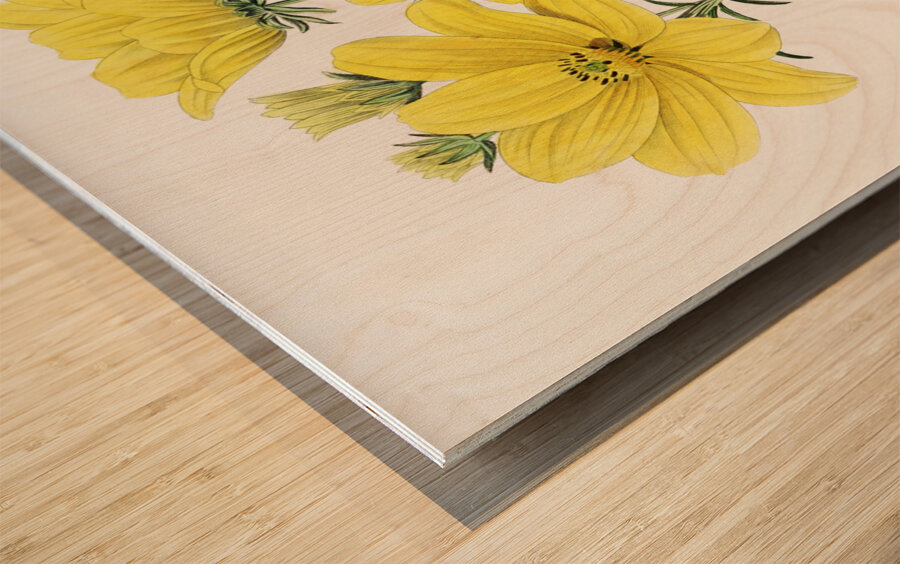 Golden coreopsis from Edwards Botanical Register 1829-1847  by Sydenham Edwards John Lindley and James Ridgway. Wood print