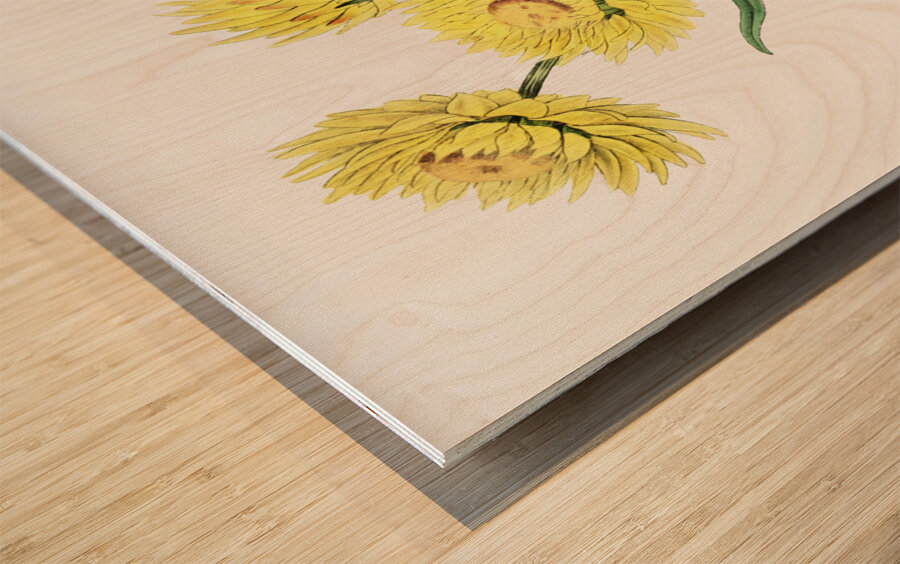 Two-coloured Helichrysum from Edwards Botanical Register 1829-1847  by Sydenham Edwards John Lindley and James Ridgway. Wood print