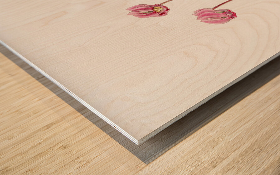 Shore cyclamen from Edwards Botanical Register 1829-1847  by Sydenham Edwards John Lindley and James Ridgway. Wood print