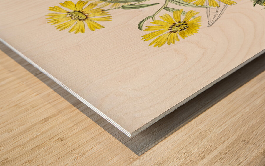 Elegant madia from Edwards Botanical Register 1829-1847  by Sydenham Edwards John Lindley and James Ridgway. Wood print