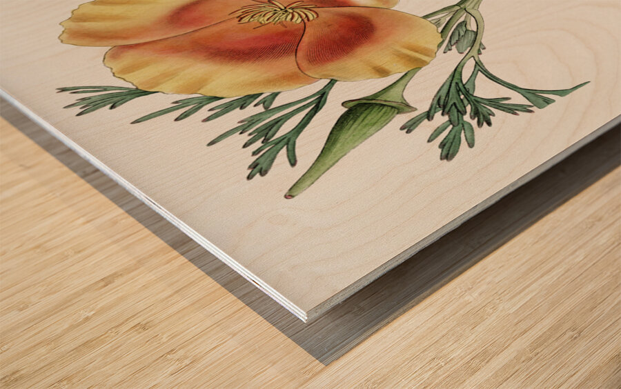 Saffron colored eschscholzia from Edwards Botanical Register 1829-1847  by Sydenham Edwards John Lindley and James Ridgway. Wood print