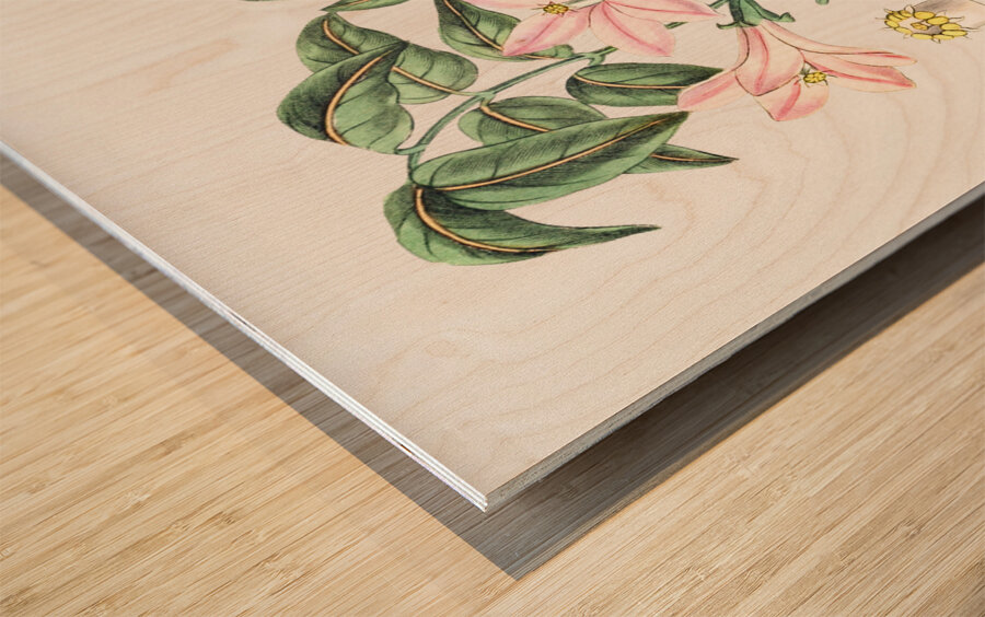 Pink Turraea pinnata from Edwards Botanical Register 1829-1847  by Sydenham Edwards John Lindley and James Ridgway. Wood print