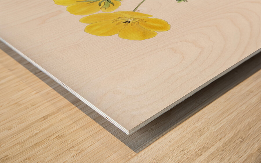 Long-stalked ledocarpum from Edwards Botanical Register 1829-1847  by Sydenham Edwards John Lindley and James Ridgway. Wood print