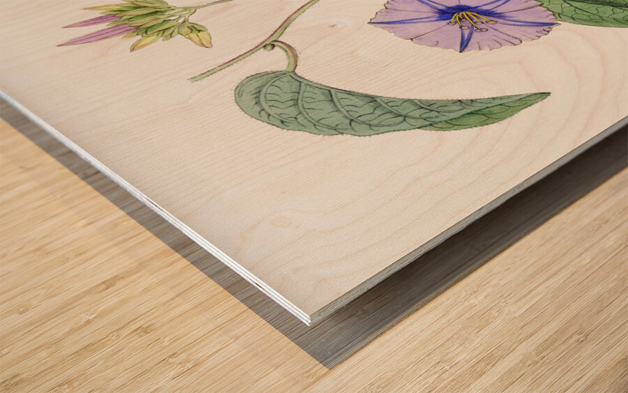 Hoary jacquemontia from Edwards Botanical Register 1829-1847  by Sydenham Edwards John Lindley and James Ridgway. Wood print