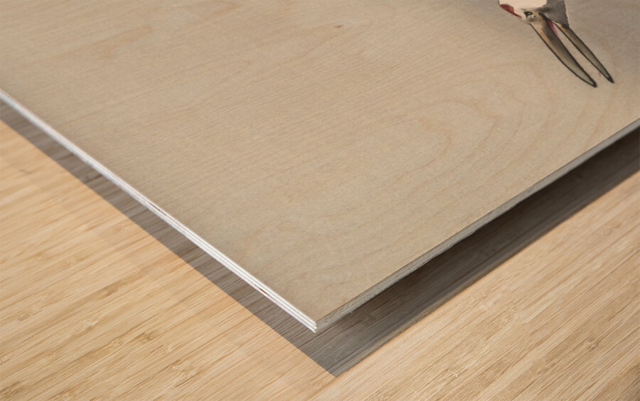 Two cranes 1900-1930 by Ohara Koson 1877-1945. Wood print