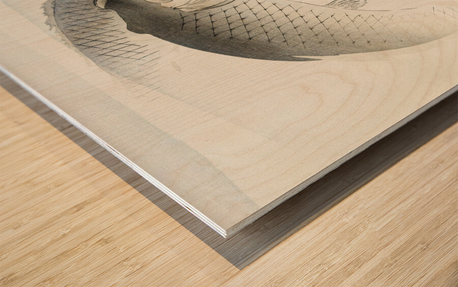 Two carp fish 1900 - 1910 by Ohara Koson 1877-1945. Wood print