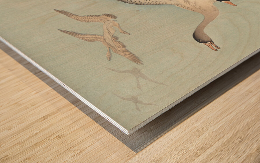 Great geese in flight 1925 - 1936 by Ohara Koson 1877-1945. Wood print