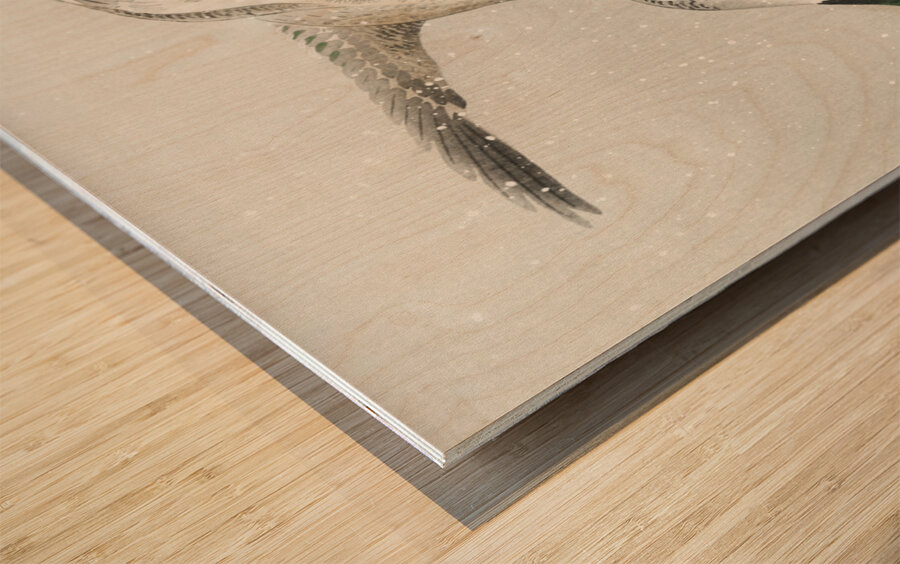 Two wild ducks in flight 1900 - 1936 by Ohara Koson 1877-1945. Wood print