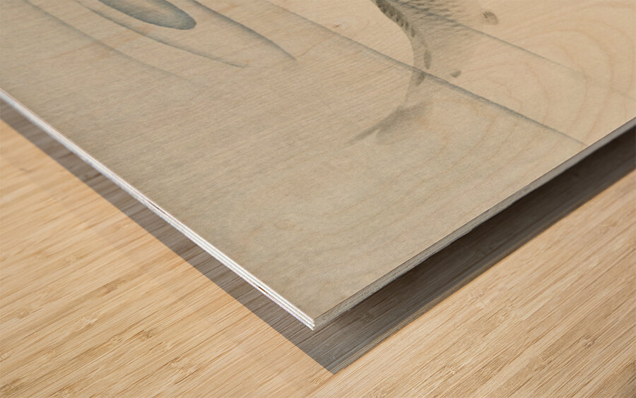 Carp 1900 - 1936 by Ohara Koson 1877-1945. Wood print