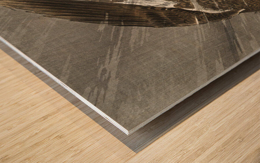 Downward flying eagle 1900 - 1930 by Ohara Koson 1877-1945. Wood print