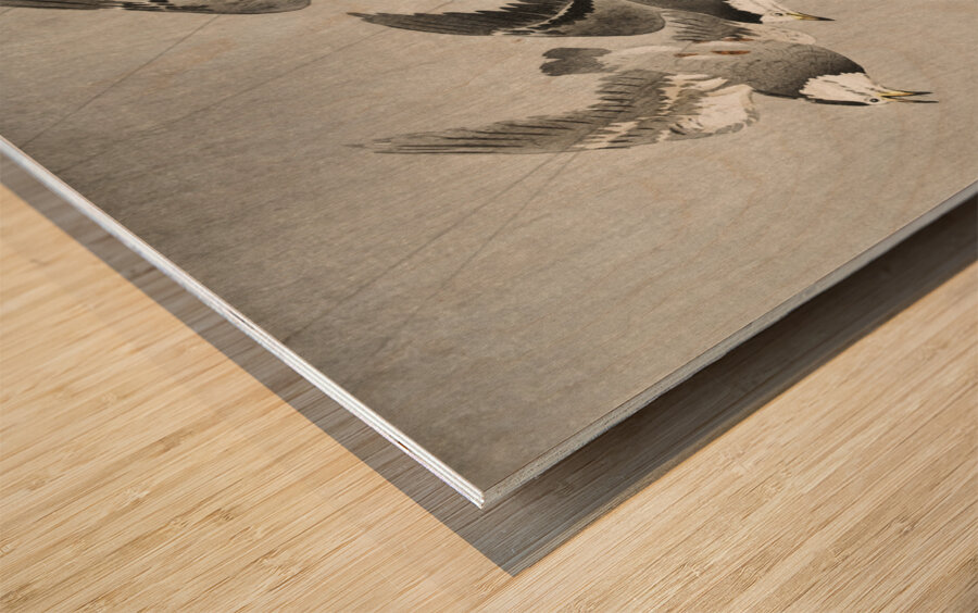 Starlings in the rain 1900 - 1930 by Ohara Koson 1877-1945. Wood print