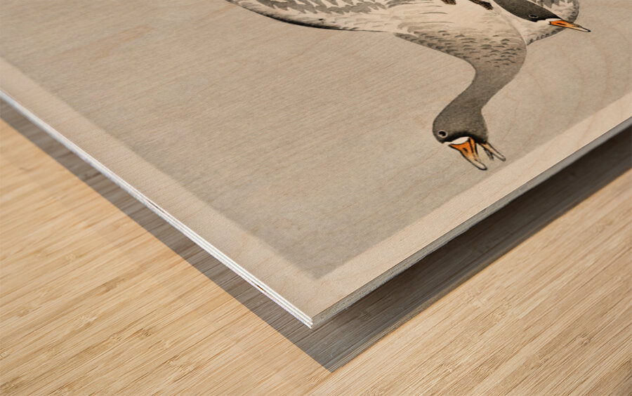 Great geese flying in the snow 1900 - 1910 by Ohara Koson 1877-1945. Wood print