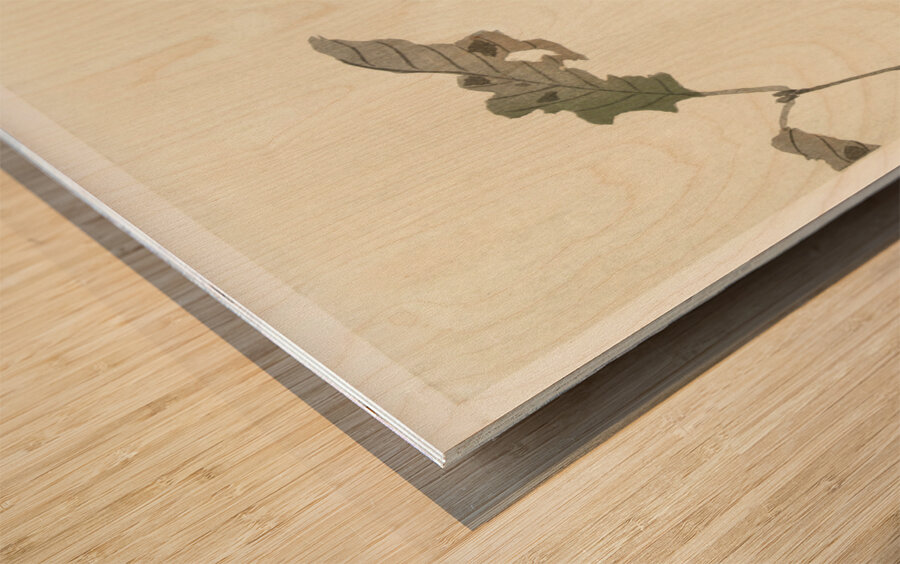 Crossbill on tree branch 1900 - 1910 by Ohara Koson 1877-1945. Wood print