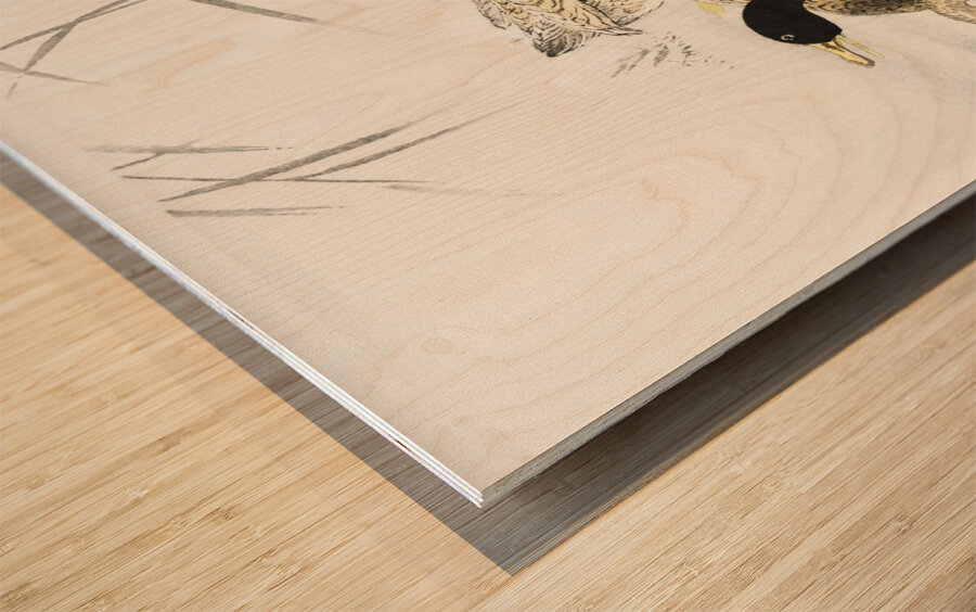 Three ducks in shallow water with reeds 1900 - 1930 by Ohara Koson 1877-1945. Wood print