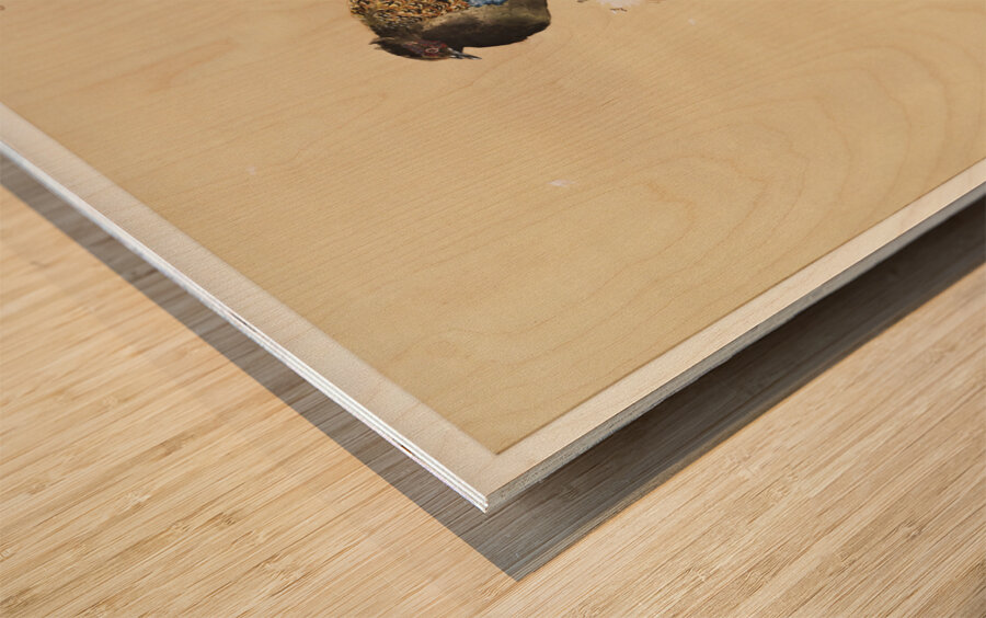 Pheasant on cherry blossom branch 1887-1945 by Ohara Koson 1877-1945. Impression sur bois