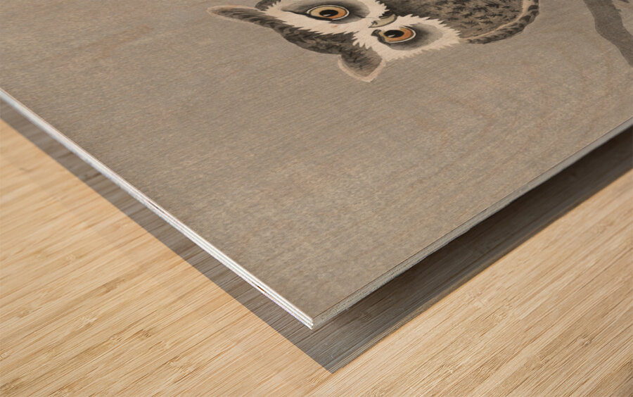 Long-eared owl on bare tree branch 1900 - 1930 by Ohara Koson 1877-1945. Wood print