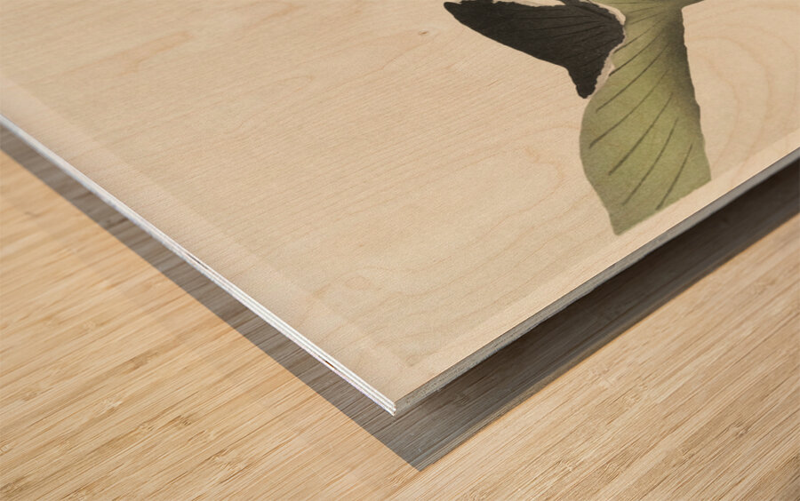 Libelle and lotus 1900 - 1930 by Ohara Koson 1877-1945. Wood print