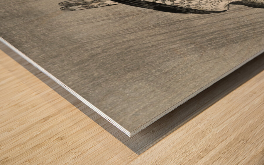 Cuckoo in storm 1925 - 1936 by Ohara Koson 1877-1945. Wood print