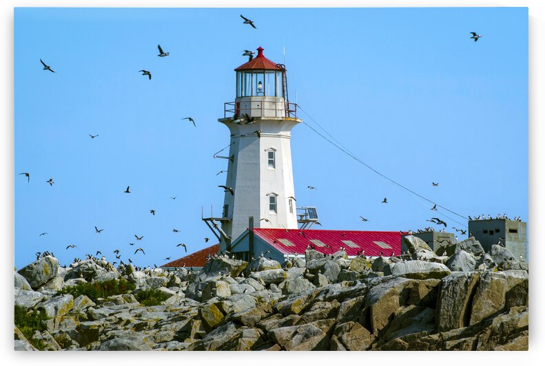 Puffins Flying Around Machias Seal Island Lighthouse in Canada by Allan Wood