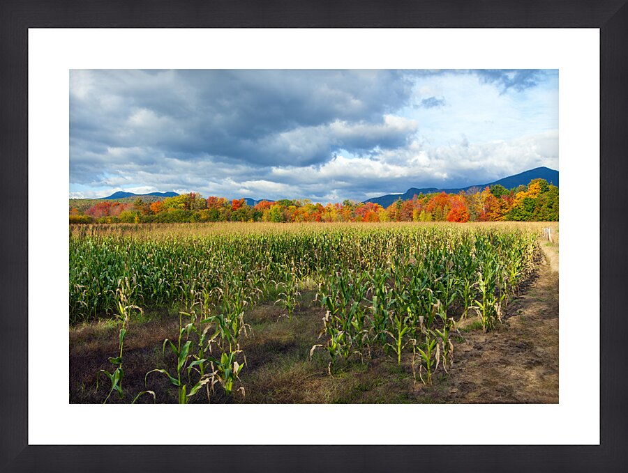  Fine Art print