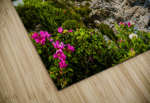 Beach Roses by Portland Head Lighthouse in Maine Allan Wood puzzle