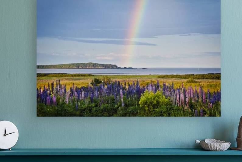 Rainbow Illuminates Behind Lupine Wildflowers on the Maine Coast by Allan Wood