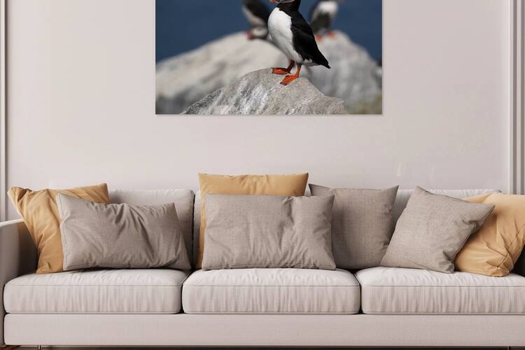Lone Puffin Stands Guard Over Nest on Rocky Island Off Maine Coast by Allan Wood