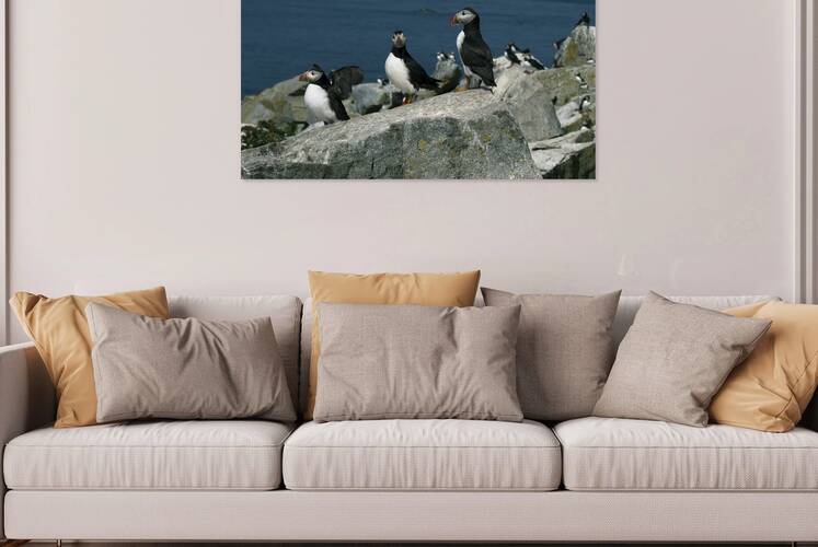 Three Atlantic Puffins Protecting Their Nesting Area Off Maine Coast by Allan Wood