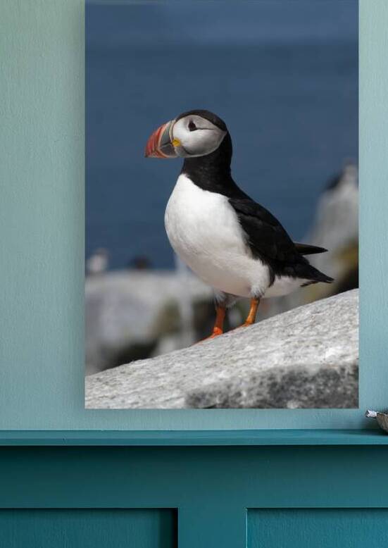 Atlantic Puffin Displays Unique Beak Like a Parrot on Island Off Maine Coast by Allan Wood