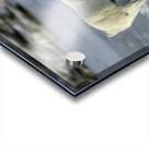 Polar Bear Mother and Cub Acrylic print