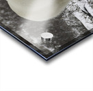 Polar Bear Acrylic print