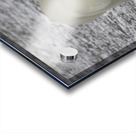 Polar Bear 4578 Acrylic print