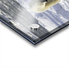 Polar Bear Mother and Cubs Acrylic print