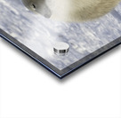 Polar Bear Mother and Cubs Acrylic print