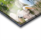 Pelicans 9847 Acrylic print