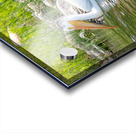 Pelicans 9842 Acrylic print