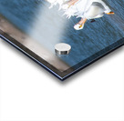 Pelicans 0150 Acrylic print