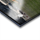 Pelicans 9989 Acrylic print