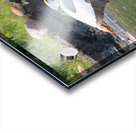 Pelicans 0008 Acrylic print