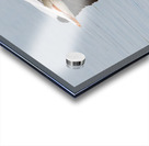 Pelicans 0253 Acrylic print