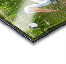 Pelicans 9837 Acrylic print