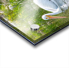 Pelicans 9836 Acrylic print