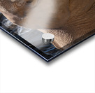 Elephant 7937 Acrylic print