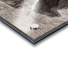 Red Fox 9081 Acrylic print