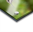 Female Ruby throated Hummingbird 1425 Acrylic print