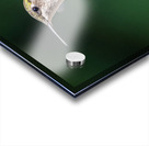 Female Ruby throated Hummingbird 0974 Acrylic print