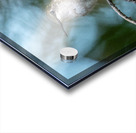 Female Ruby throated Hummingbird 1389 Acrylic print