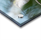 Female Ruby throated Hummingbird 1411 Acrylic print