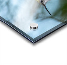 Female Ruby throated Hummingbird 1409 Acrylic print